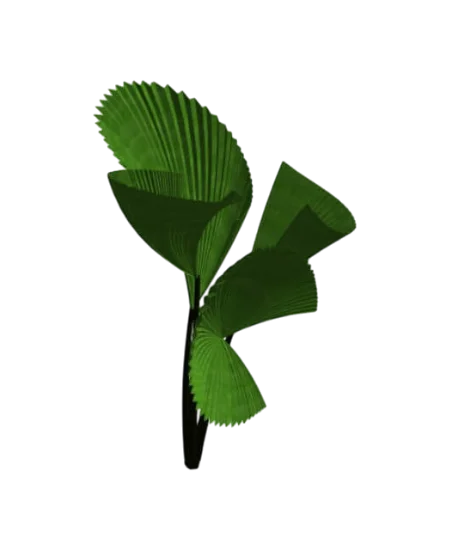 Palas Palm | families image
