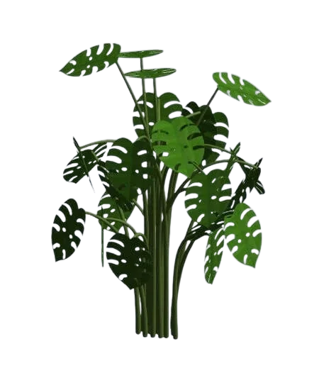 Adanson's Monstera | families image