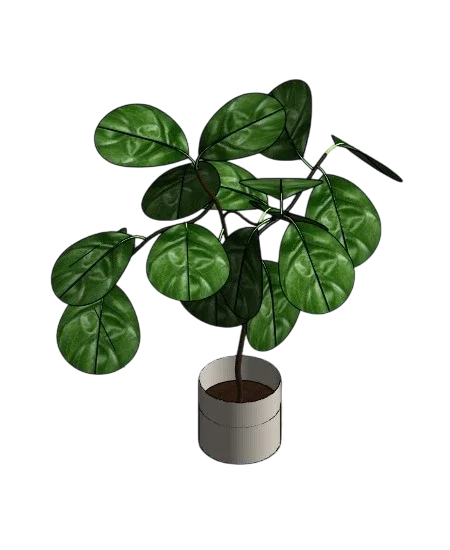 Ceramic Vase with Fiddle-leaf Fig | families image